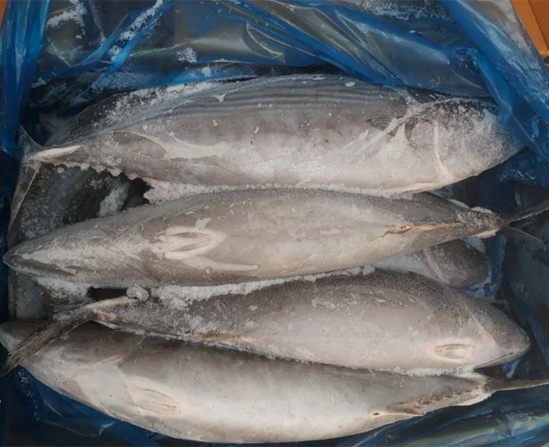 Cá ngừ đông lạnh nhập khẩu - Thực Phẩm Phúc Đạt - Công Ty TNHH Xuất Nhập Khẩu Quốc Tế Phúc Đạt
